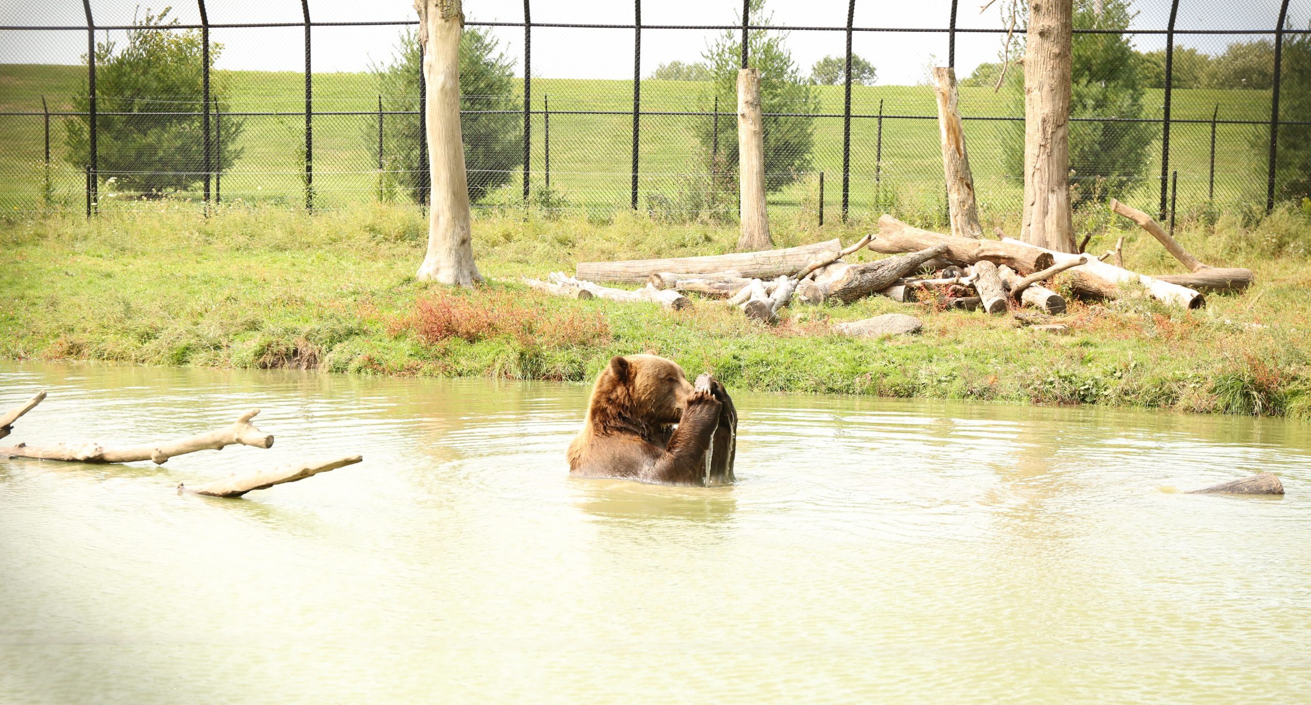 Wildwood Park & Zoo Marshfield Made New