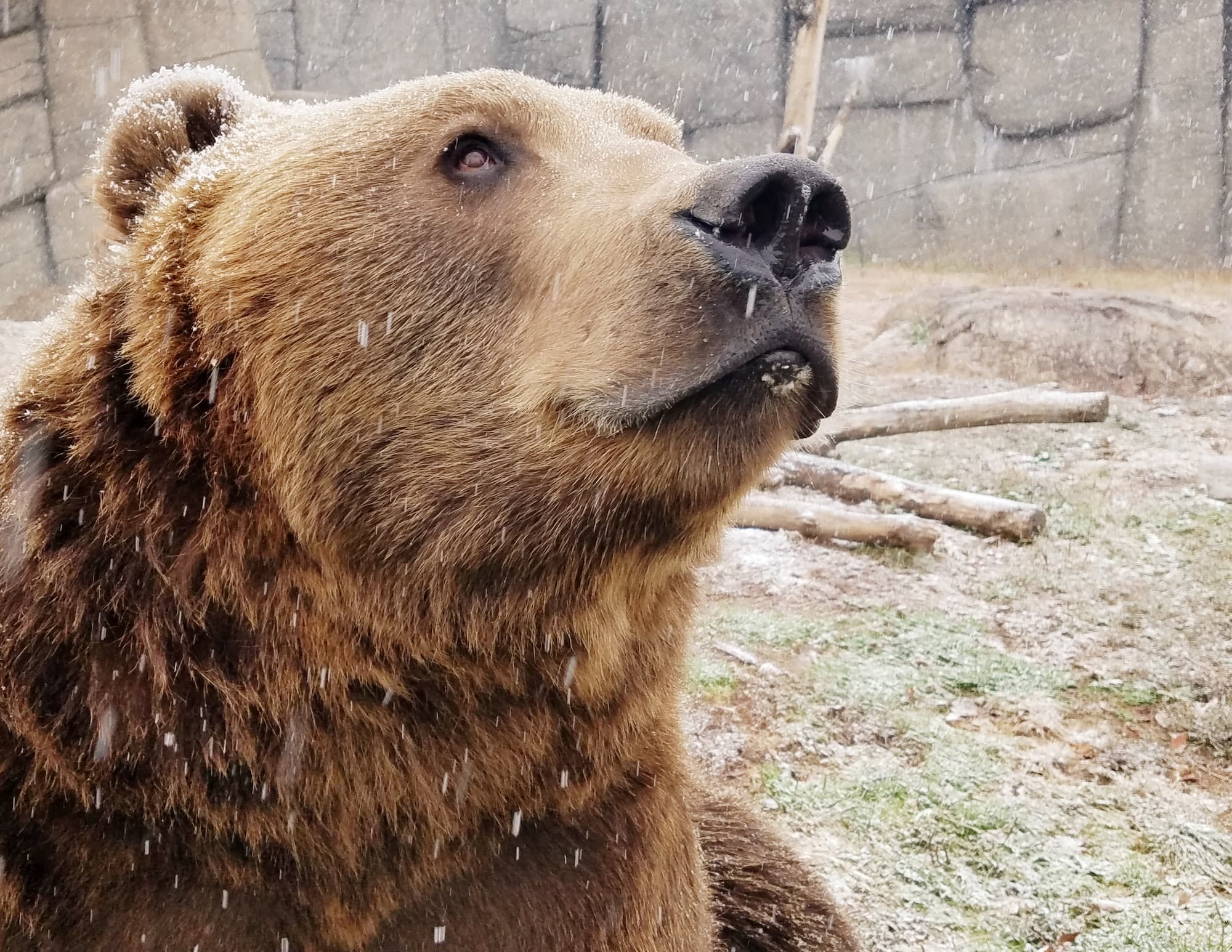 Kodiak bear in winter