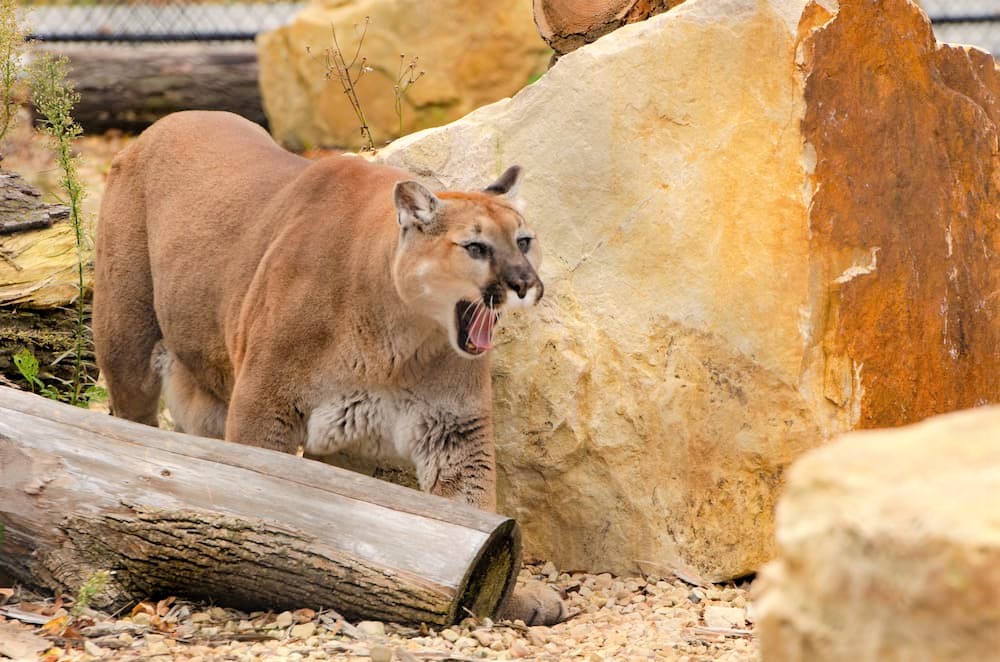 Cougar snarling