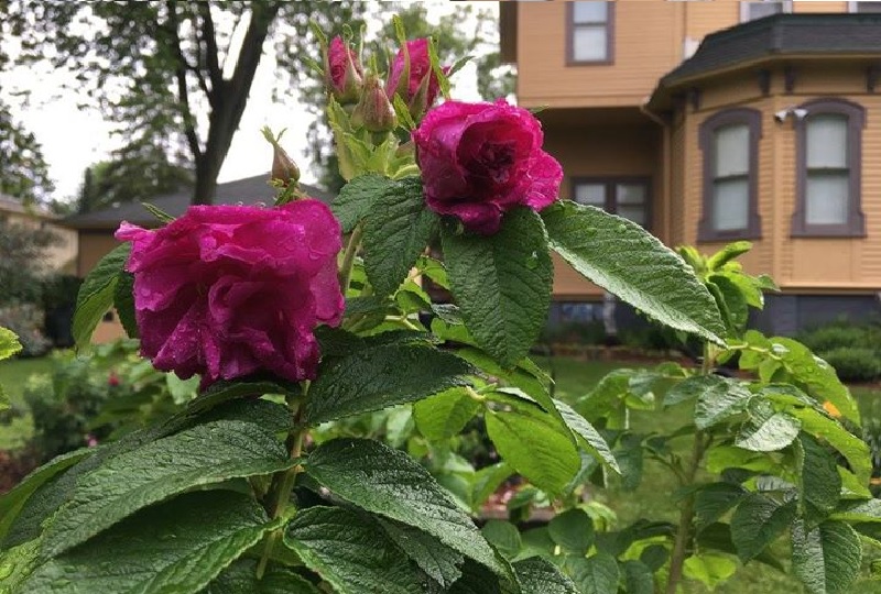 Upham Mansion roses
