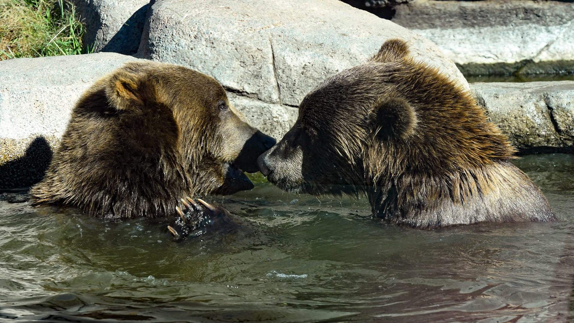 Kodiak Bears At Wildwood Park Zoo Marshfield Made New
