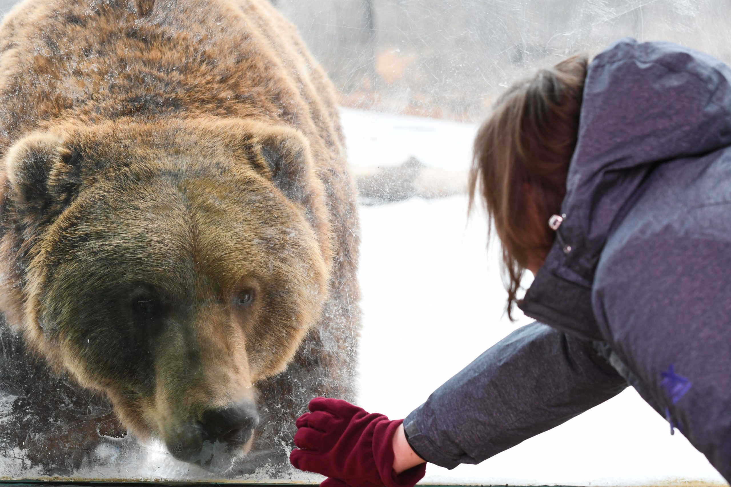 Last remaining grizzly bear at Little Rock Zoo dies