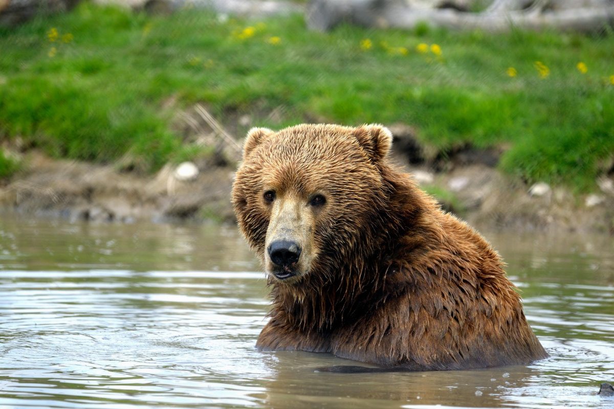 Kodiak bear in zoo pond