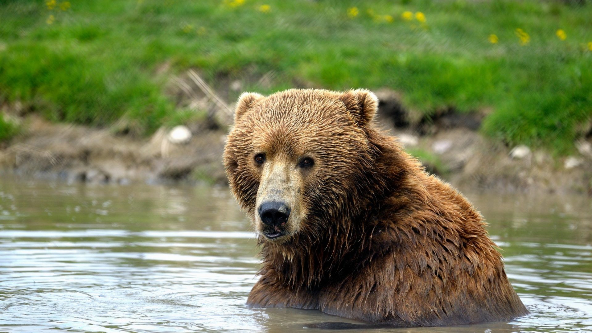 7 Cool Facts About Our Kodiak Bears: Kodiak bear in zoo pond