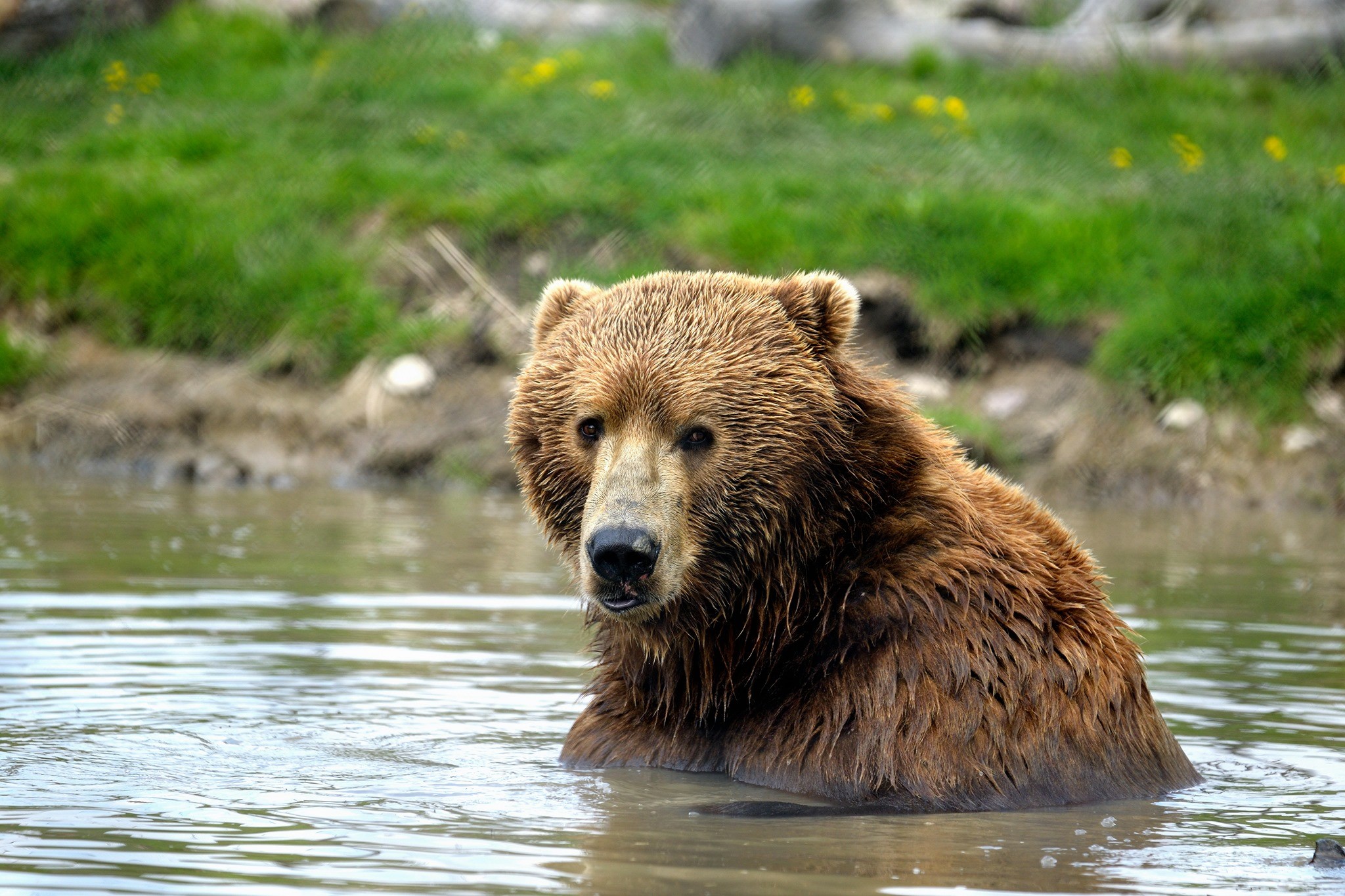 Amazing Facts about Grizzly Bears