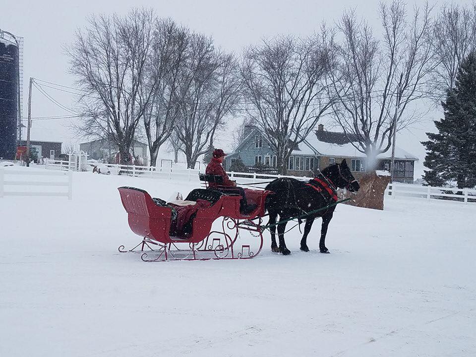 Sleigh at Seehafer Farm Creamery