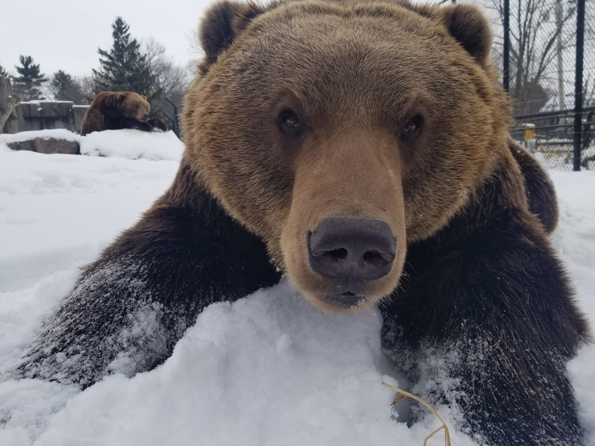 Kodiak bears in snow