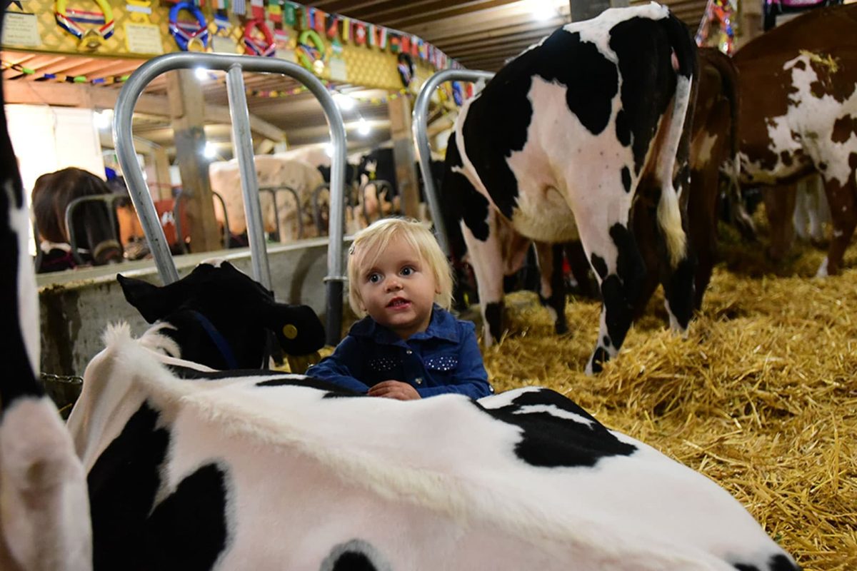 Discover Marshfield’s agritourism attractions | Girl with dairy cow at Central Wisconsin State Fair Marshfield WI