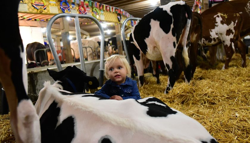 Featured Event: Girl with dairy cow at Central Wisconsin State Fair Marshfield WI