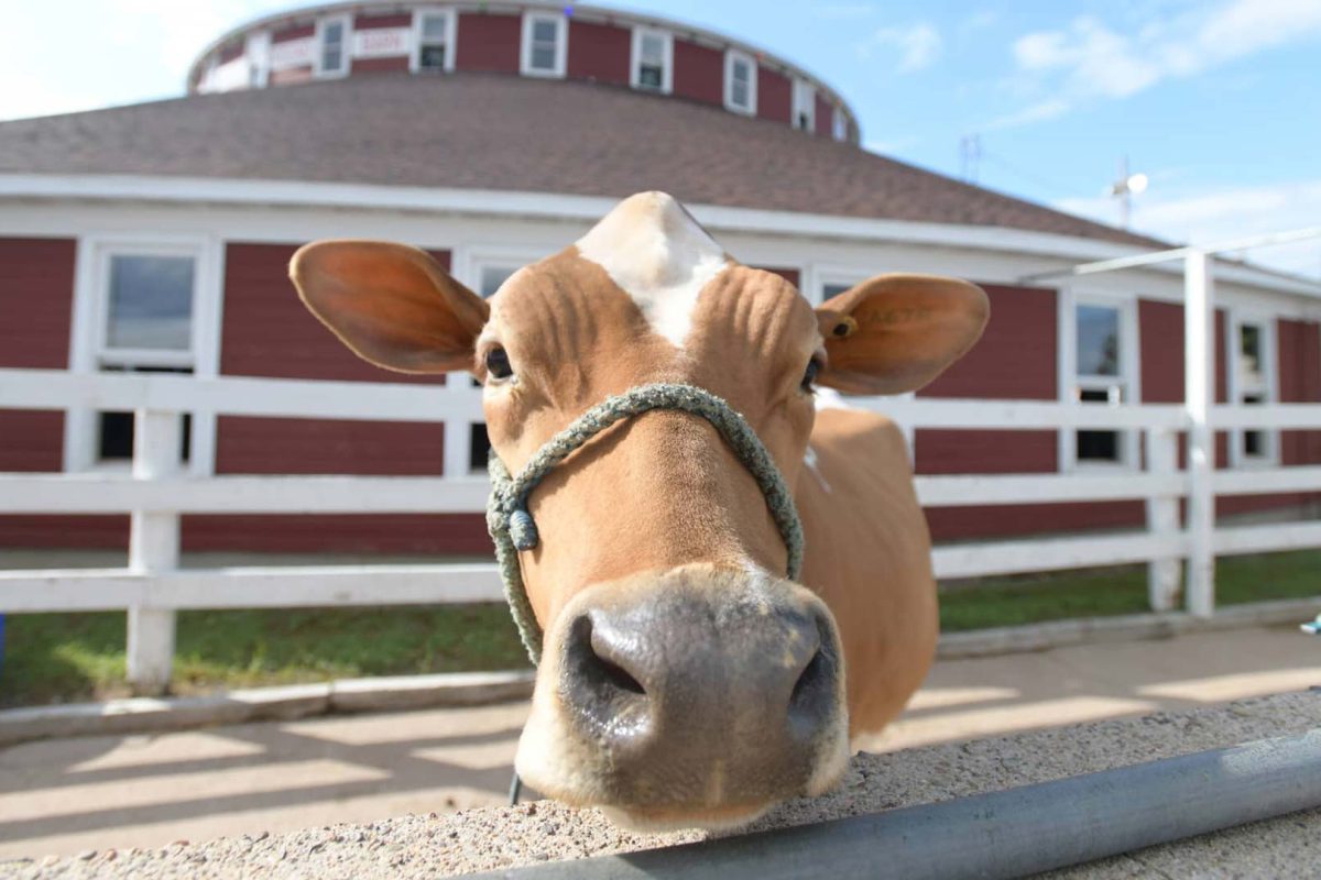 Meet Marshfield Made New: World’s Largest Round Barn | Dairy cow in pen outside the World’s Largest Round Barn in Marshfield Wisconsin