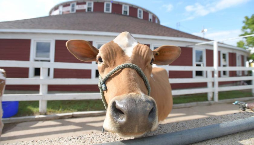 Meet Marshfield Made New: World’s Largest Round Barn | Dairy cow in pen outside the World’s Largest Round Barn in Marshfield Wisconsin