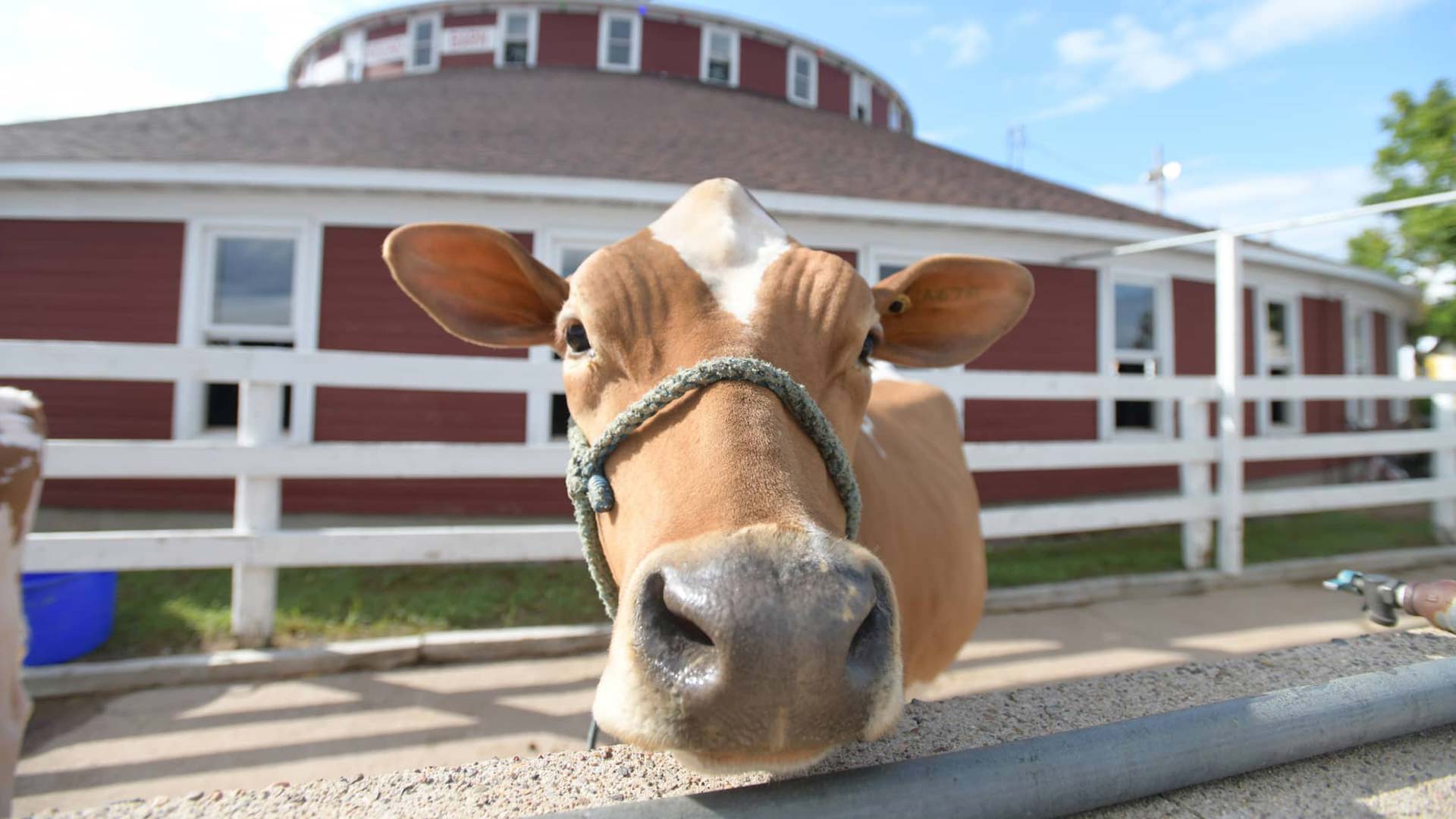 Meet Marshfield Made New: World’s Largest Round Barn | Dairy cow in pen outside the World’s Largest Round Barn in Marshfield Wisconsin