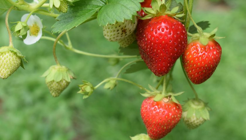 Strawberries on the vine